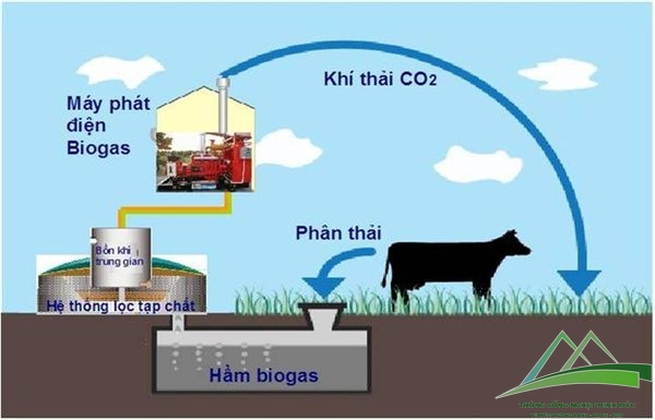 Thiết kế và thi công lắp đặt thiết bị hệ thống xử lý nước thải chăn nuôi heo 500 m3/ ngày đêm