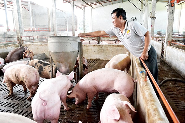 Quy trình xử lý nước thải chăn nuôi heo - lợn có hiệu quả