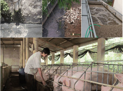 Mô hình xử lý nước thải chăn nuôi đạt chuẩn